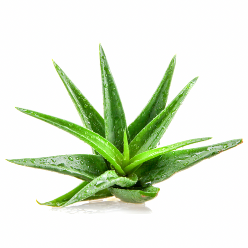 Aloe Vera leaf (Fresh) Nutrition Kingz Exotics Ltd
