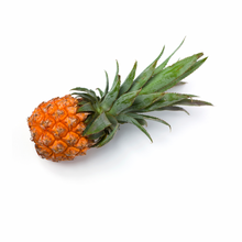 Load image into Gallery viewer, Baby Pineapple (Baby Queen Victorian Pineapple) Nutrition Kingz Exotics Ltd
