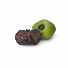 Load image into Gallery viewer, Black Sapote (Chocolate Pudding Fruit) Nutrition Kingz Exotics Ltd
