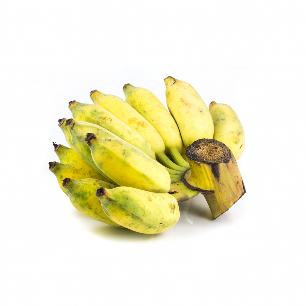 Burro Banana (Bluggoe Banana) Nutrition Kingz Exotics Ltd