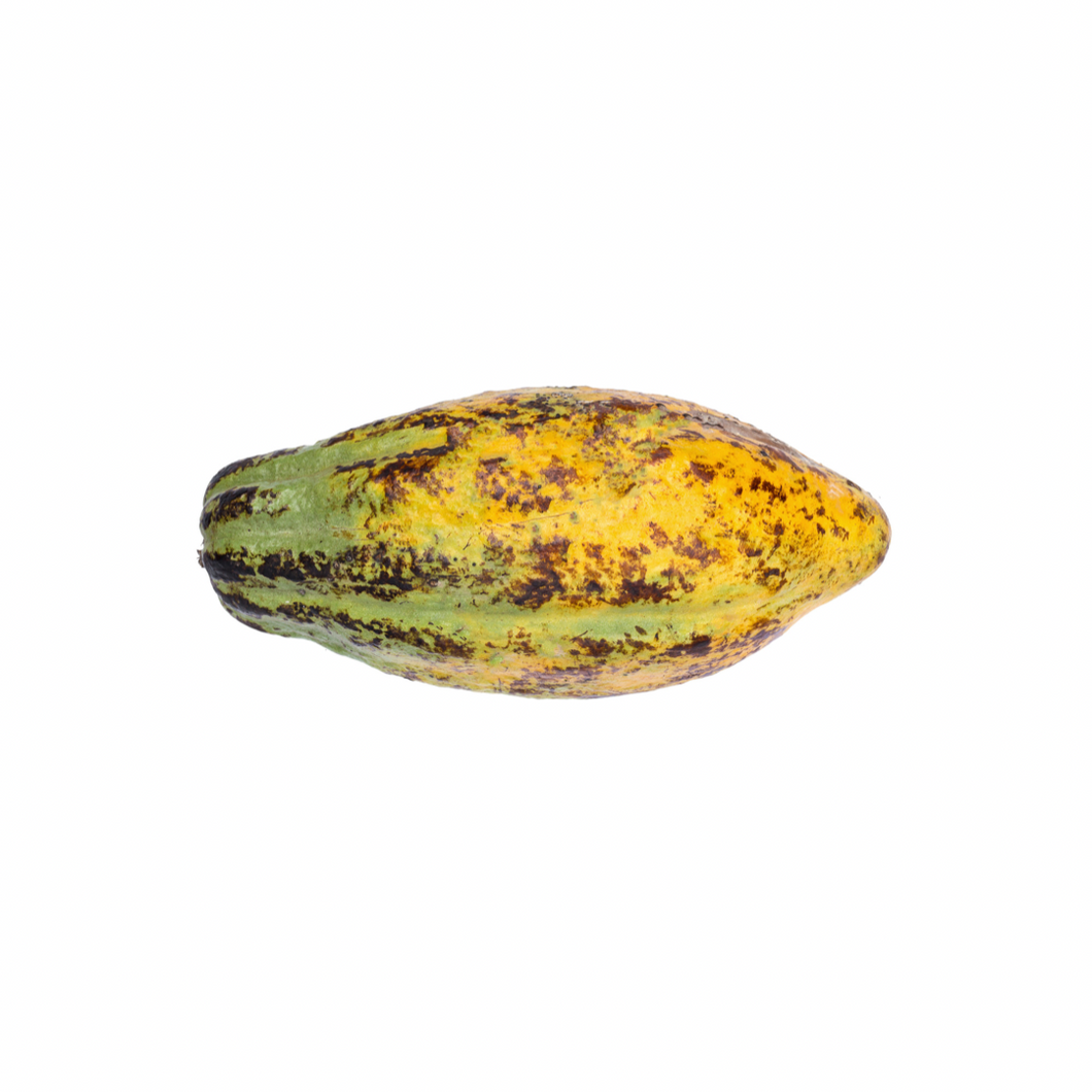 Cacao Fruit Pod (Yellow) St Lucia Nutrition Kingz Exotics Ltd