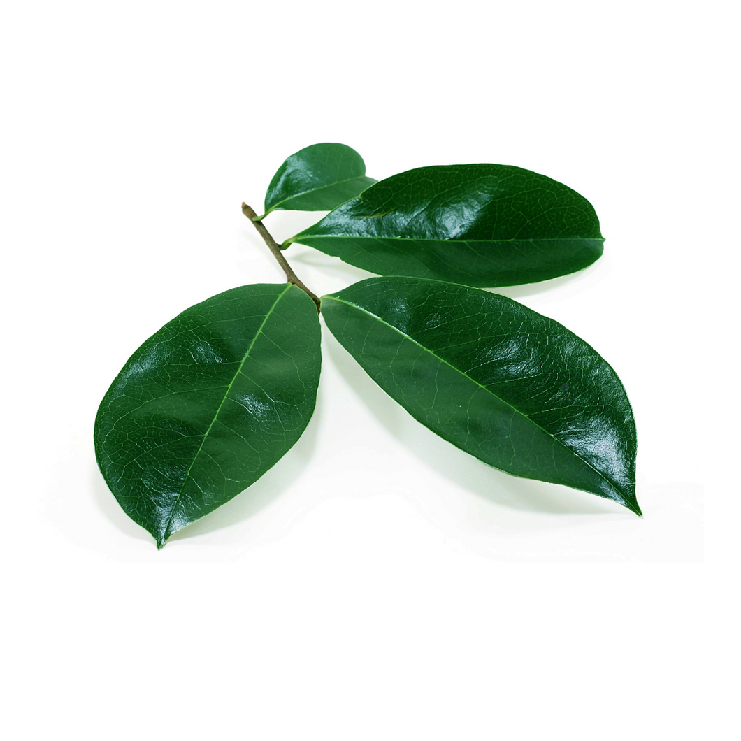 Soursop Leaves (Guanabana/Graviola)    (Dried) Nutrition Kingz Exotics Ltd